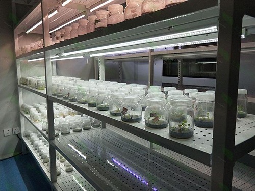 松阳植物组织培养实验室设计建设方案